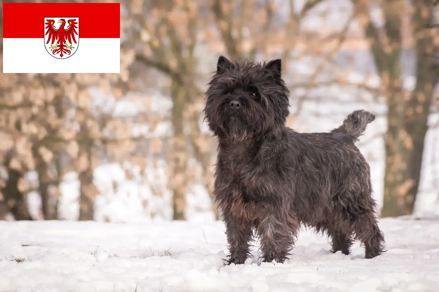 Read more about the article Criadores de Cairn Terrier e cachorros em Brandenburg