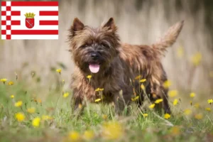 Read more about the article Criadores de Cairn Terrier e cachorros em Bremen