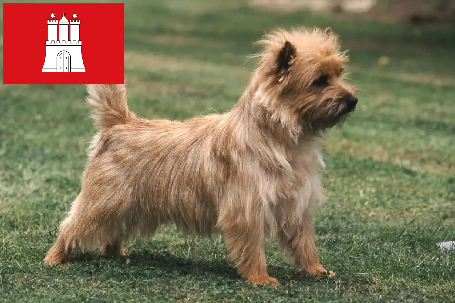 Read more about the article Criadores de Cairn Terrier e cachorros em Hamburgo