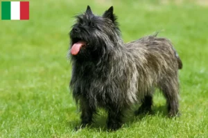 Read more about the article Criadores de Cairn Terrier e cachorros em Itália