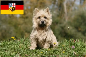 Read more about the article Criadores de Cairn Terrier e cachorros em Saarland