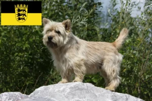 Read more about the article Criadores de Cairn Terrier e cachorros em Baden-Württemberg