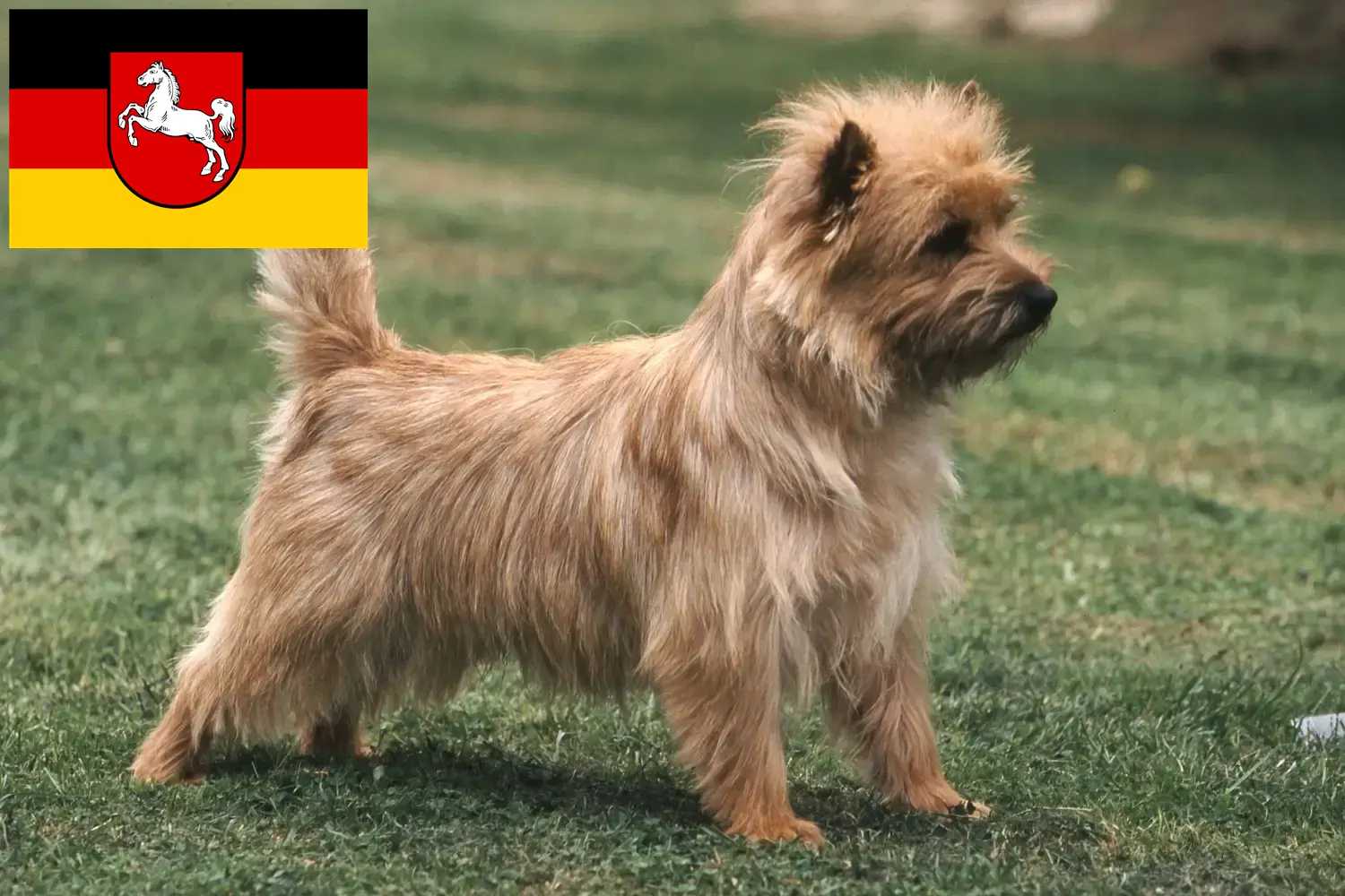 Read more about the article Criadores de Cairn Terrier e cachorros na Baixa Saxónia