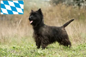 Read more about the article Criadores de Cairn Terrier e cachorros em Bavaria