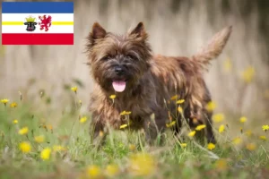 Read more about the article Criadores de Cairn Terrier e cachorros em Mecklenburg-Vorpommern