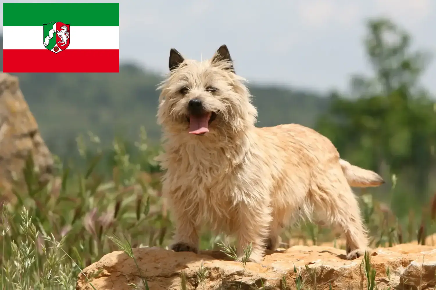 Read more about the article Criadores de Cairn Terrier e cachorros em Renânia do Norte-Vestefália