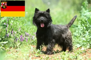 Read more about the article Criadores de Cairn Terrier e cachorros em Renânia-Palatinado