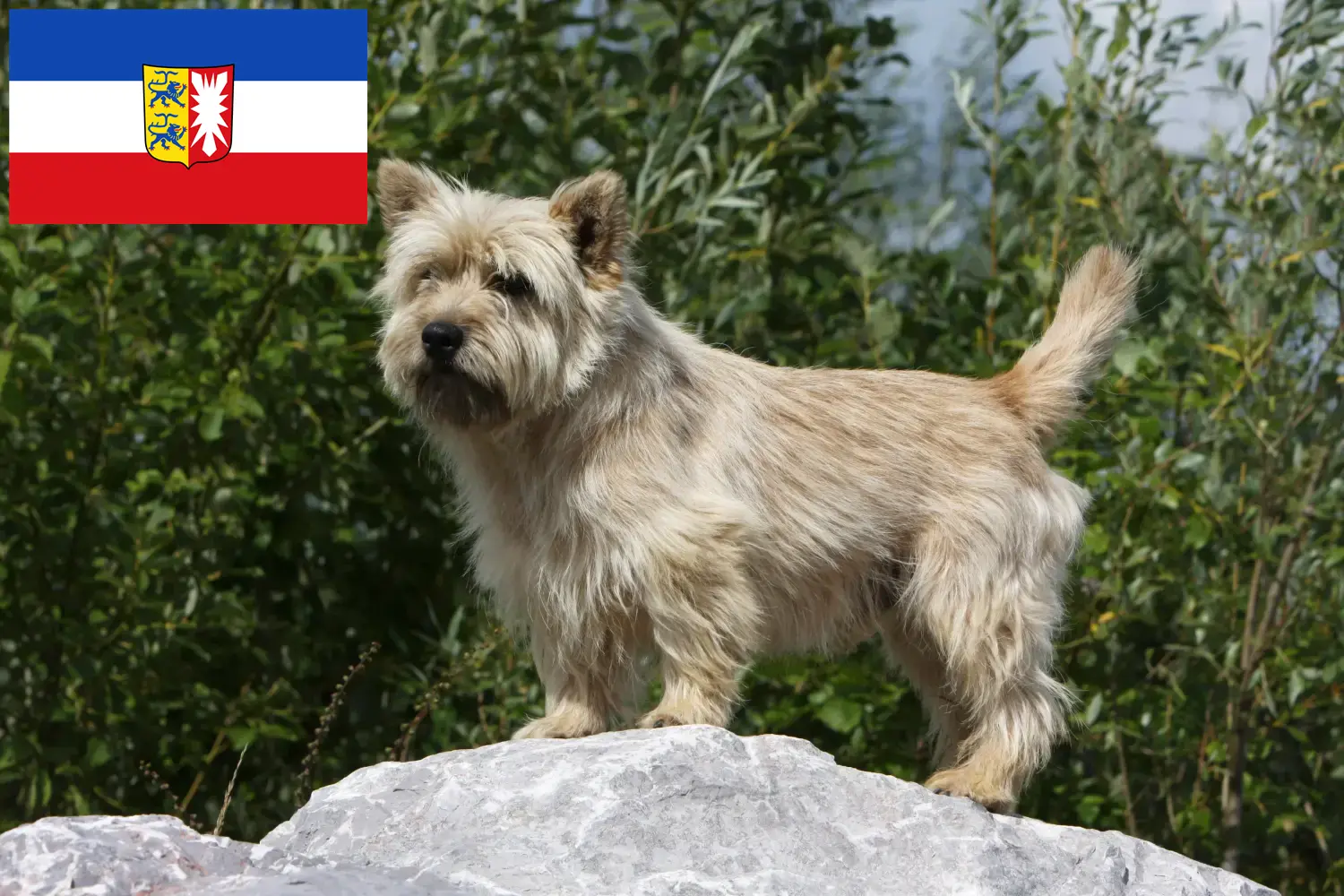 Read more about the article Criadores de Cairn Terrier e cachorros em Schleswig-Holstein