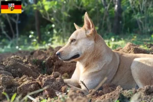 Read more about the article Criadores de cães de Canaã e cachorros em Sarre