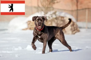 Read more about the article Cane Corso Italiano criadores e cachorros em Berlim