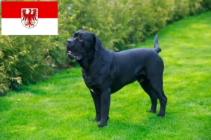 Read more about the article Criadores de Cane Corso Italiano e cachorros em Brandenburg