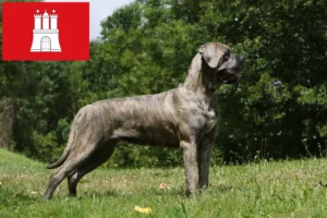 Read more about the article Criadores de Cane Corso Italiano e cachorros em Hamburgo