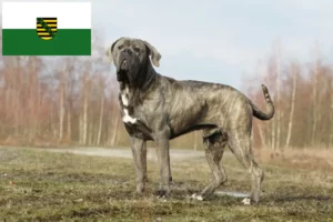 Read more about the article Criadores de Cane Corso Italiano e cachorros em Saxónia