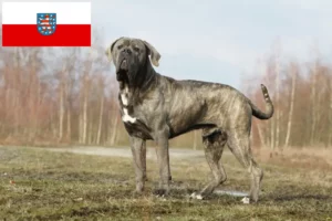 Read more about the article Criadores de Cane Corso Italiano e cachorros na Turíngia