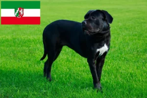 Read more about the article Criadores de Cane Corso Italiano e cachorros na Renânia do Norte-Vestefália