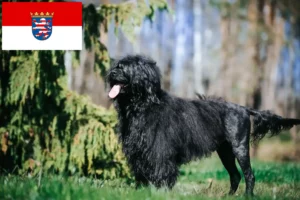 Read more about the article Cão de Agua português criadores e cachorros em Hessen