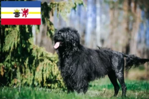 Read more about the article Cão de Agua português criadores e cachorros em Mecklenburg-Vorpommern