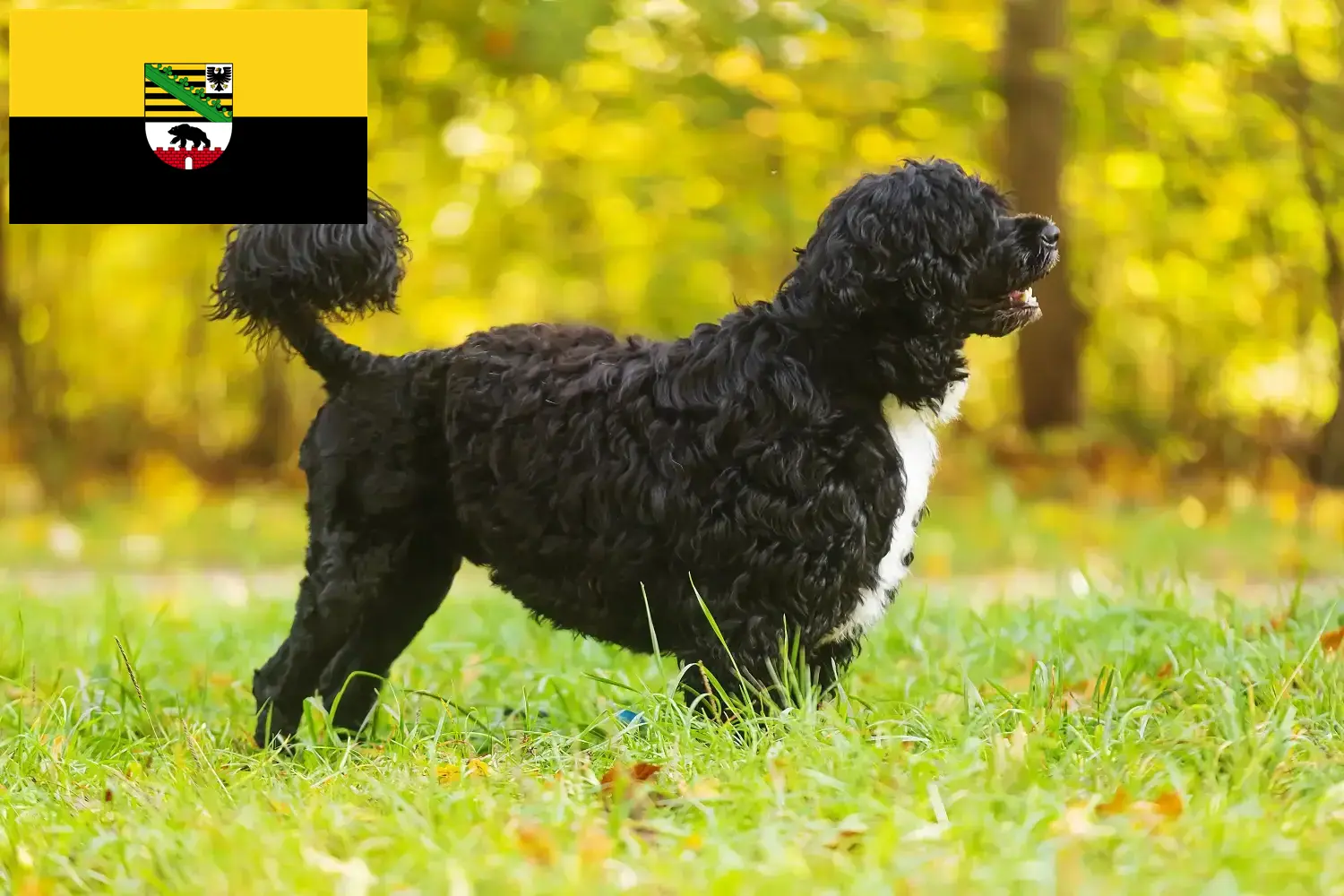 Read more about the article Cão de Agua português criadores e cachorros em Saxónia-Anhalt