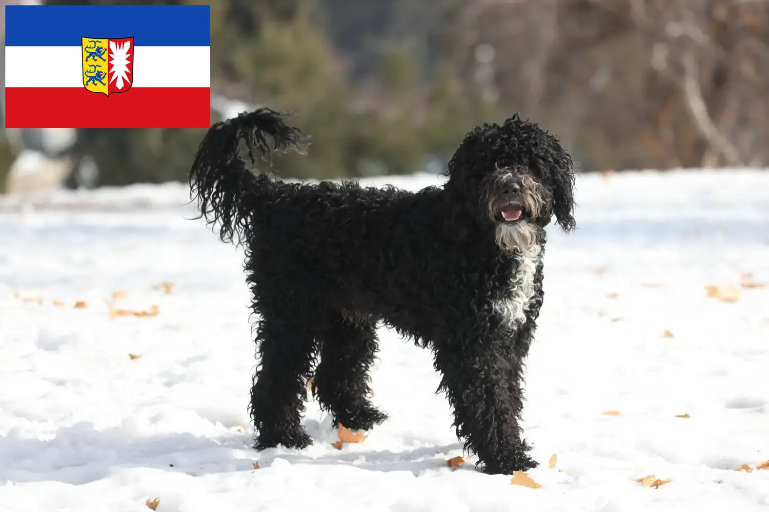 Read more about the article Cão de Agua português criadores e cachorros em Schleswig-Holstein