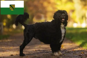 Read more about the article Cão de Agua português criadores e cachorros na Saxónia