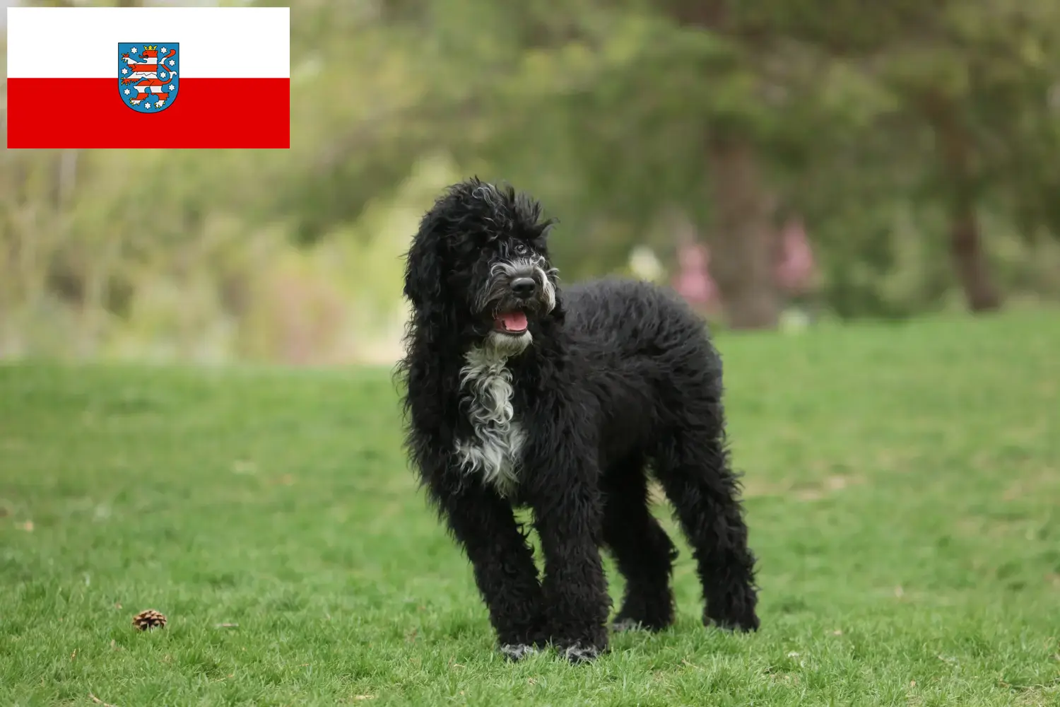 Read more about the article Cão de Agua português criadores e cachorros na Turíngia