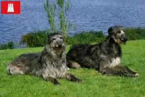 Read more about the article Criadores de Deerhound e cachorros em Hamburgo