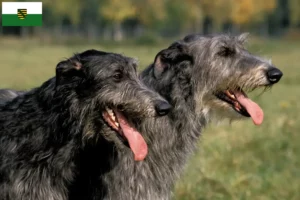 Read more about the article Criadores de veados e cachorros em Saxónia