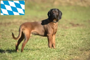 Read more about the article Criadores de Bavarian Mountain Hound e cachorros em Bavaria