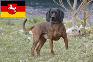 Read more about the article Criadores de Bavarian Mountain Hound e cachorros na Baixa Saxónia