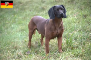 Read more about the article Criadores de Bavarian Mountain Hound e cachorros em Saarland