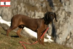 Read more about the article Criadores de Bavarian Mountain Hound e cachorros em Berlim