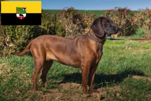 Read more about the article Criadores de Bavarian Mountain Hound e cachorros em Saxónia-Anhalt