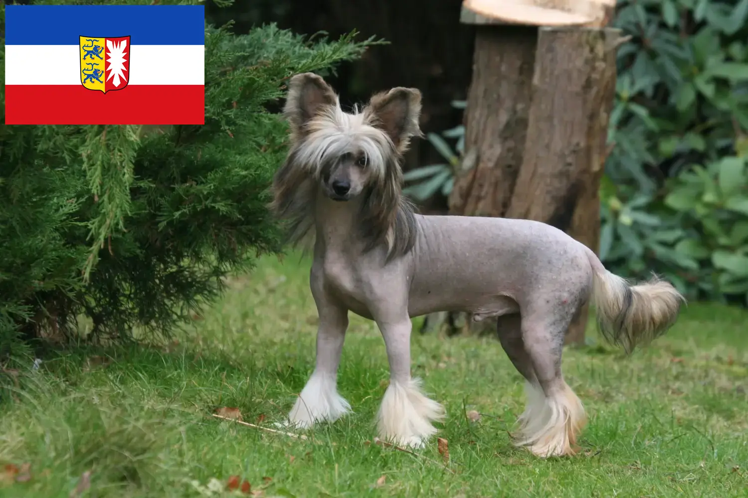 Read more about the article Criadores de cães de crista chinês e cachorros em Schleswig-Holstein