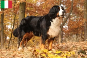 Read more about the article Criador de cães de montanha Bernese e cachorros em Itália