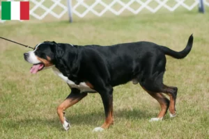 Read more about the article Cão de montanha suíço grande criador e cachorros em Itália