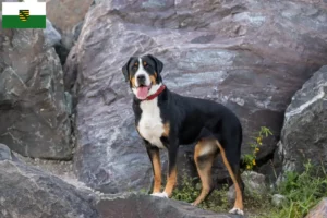 Read more about the article Cão de montanha suíço de grande porte criador e cachorros em Saxónia