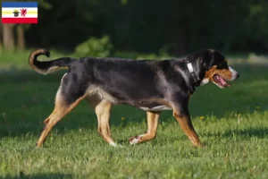 Read more about the article Cão de montanha suíço grande criador e cachorros em Mecklenburg-Vorpommern