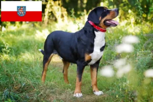 Read more about the article Criador de cães de montanha suíços e cachorros em Thuringia