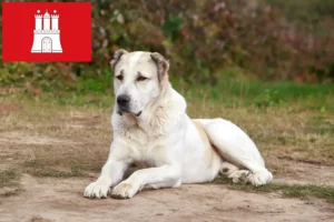 Read more about the article Criador de cães de pastor da Ásia Central e cachorros em Hamburgo