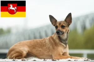 Read more about the article Criador de cães sem pelo peruanos e cachorros na Baixa Saxónia