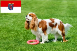 Read more about the article Criadores de Cavalier King Charles Spaniel e cachorros em Hessen