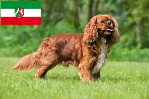 Read more about the article Criadores de Cavalier King Charles Spaniel e cachorros na Renânia do Norte-Vestefália