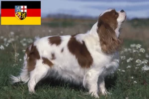 Read more about the article Criadores de Cavalier King Charles Spaniel e cachorros em Saarland