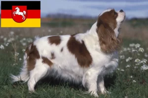 Read more about the article Criadores de Cavalier King Charles Spaniel e cachorros na Baixa Saxónia