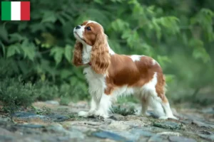 Read more about the article Criadores e cachorros de Cavalier King Charles Spaniel em Itália