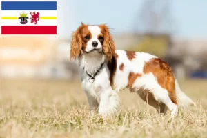 Read more about the article Criadores de Cavalier King Charles Spaniel e cachorros em Mecklenburg-Vorpommern