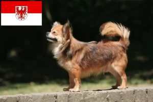 Read more about the article Criadores de Chihuahua e cachorros em Brandenburg