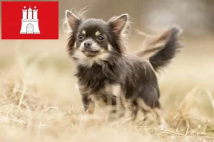 Read more about the article Criadores de Chihuahua e cachorros em Hamburgo