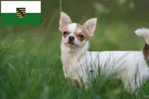 Read more about the article Criadores de Chihuahua e cachorros em Saxónia