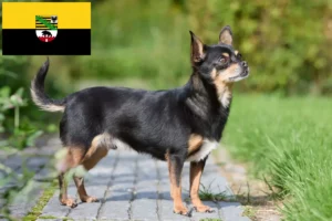 Read more about the article Criadores de Chihuahua e cachorros em Saxónia-Anhalt